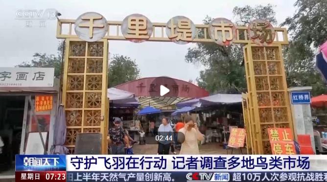 小鸟因无价值被留捕鸟网上风干了
